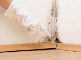 Trusted Venice, FL Mold Removal & Remediation Experts